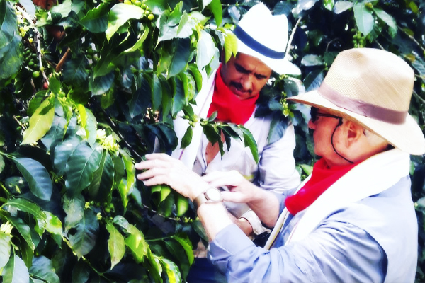 Farmer picking coffee in a field